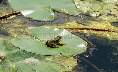 Ein Frosch auf einem Seerosenblatt