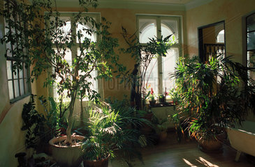 Gruenpflanzen in einer Wohnung