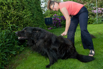 Breslau  Polen  Frau mit ihrem Hund im Garten