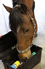 Neuenhagen  Deutschland  Pferd schnuppert an einer Kiste mit Kinesio-Taperollen