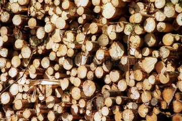 Holzstapel am Waldrand in Schweden