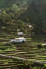 Traditionelle Terrassenanlage im Valle Gran Rey auf La Gomera