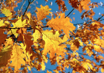 Herbstliche Blaetter eines Baumes im Sonnenlicht