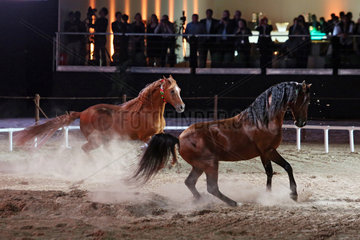 Dubai  Vereinigte Arabische Emirate  Pferde galoppieren vor Publikum durch den Sand