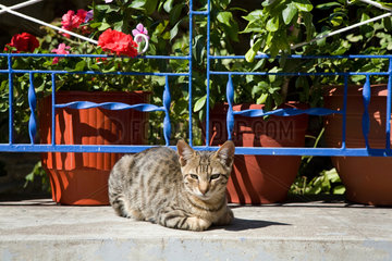 Molivos  Griechenland  Katze liegt in der Sonne