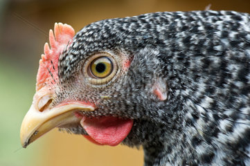 Grammendorf  Deutschland  Tierportraet einer Henne gesperbert
