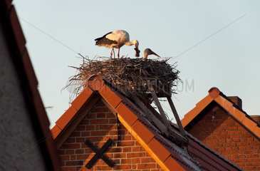 Ruehstaedt  Deutschland  Stoerche in ihrem Nest auf einem Dachfirst