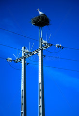 Ein Storch nistet auf einem Strommast in Portugal