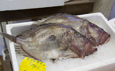 Zagreb  Kroatien  frischer Fisch auf dem Gruenmarkt Dolac