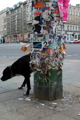 Berlin  Laternmast mit abgerissenen Plakaten