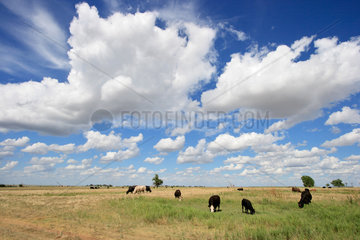 Amarillo  USA  Rinder weiden auf der Weide