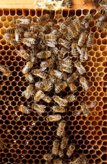 Neuenhagen  Deutschland  Honigbienen auf einer Wabe
