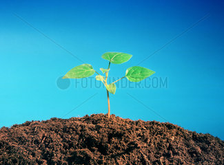 Pflanzensetzling in Erde vor blaufarbigem Hintergrund