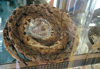 Getrocknete Schlange im Schaufenster einer traditionellen chinesischen Apotheke