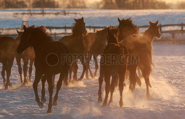 Goerlsdorf  Deutschland  Pferde im Winter bei Daemmerung auf der Koppel