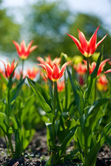 Berlin  Deutschland  Tulpen im Britzer Garten