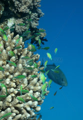 Rotes Meer  Aegypten  Rotmeer Palettenstachler im Korallenriff