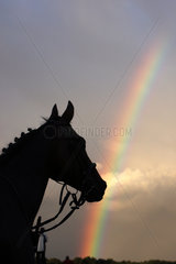 Hannover  Deutschland  Silhouette  Kopf eines Pferdes vor einem Regenbogen