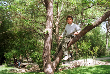 Junge sitzt in einem Baum in einem Park in Ankara