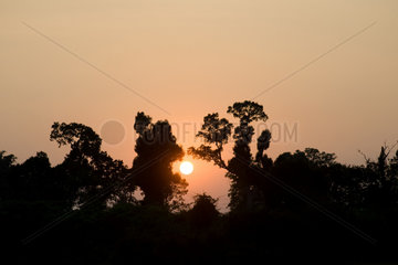 Siem Reap  Kambodscha  untergehende Sonne zwischen Baeumen
