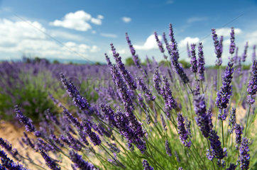 Plateau de Valensole  Frankreich  bluehender Lavendel