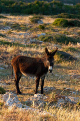 Dipkarpaz  Tuerkische Republik Nordzypern  ein wilder Esel
