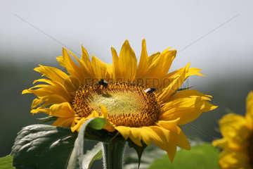Leipzig  Deutschland  Bienen auf einer Sonnenblume