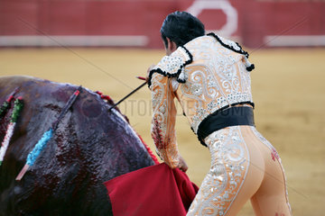 Sevilla  Spanien  ein Matador setzt einem Stier den Todesstoss in der Real Maestranza