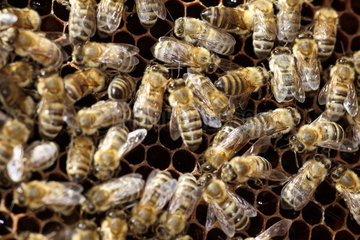Neuenhagen  Deutschland  Honigbienen