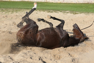 Chantilly  Frankreich  ein Pferd waelzt sich im Sand