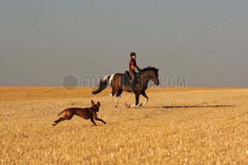 Ingelheim  Deutschland  Hund rennt ueber ein gemaehtes Feld auf ein Maedchen mit ihrem Pony zu