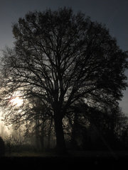 Berlin  Deutschland  blattloser Baum im Gegenlicht der Sonne und bei starkem Nebel