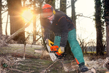 Hamm  Deutschland  Baumpfleger zersaegt einen Baum