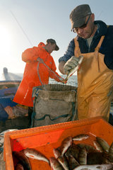 Kussfeld  Polen  kaschubische Fischer sortieren ihren Fang