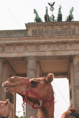 Ein Kamel vor dem Brandenburger Tor in Berlin