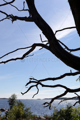 Bredaeng  Schweden  kahler Baum an der Schaerenkueste bei Bredaeng in Suedschweden