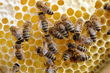 Hohen Neuendorf  Deutschland  Honigbienen im Laenderinstitut fuer Bienenkunde Hohen Neuendorf