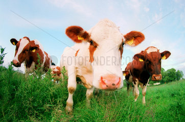 Rinder auf der Weide  Reinsbuettel  Deutschland