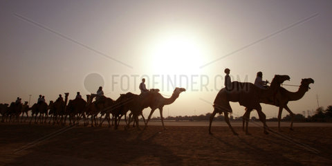 Kamele und Reiter im Gegenlicht in der Wueste von Dubai