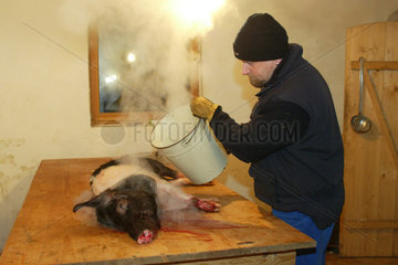 Ein Mann beim Verarbeiten eines frisch geschlachteten Schweines