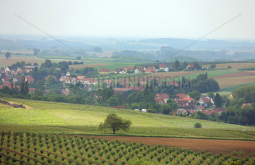 Weissenburg  Frankreich  Landschaft mit Weinstoecken