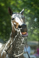 Ein Pferd nimmt eine Dusche