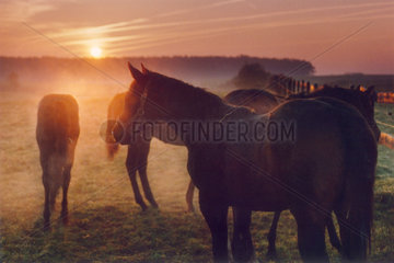 Pferde auf der Koppel beim Sonnenaufgang  Goerlsdorf  Deutschland