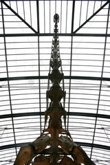 Berlin  Skelett eines Dinosauriers im Naturkundemusuem