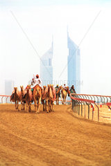 Kamele beim Training vor der Skyline von Dubai  Vereinigte Arabische Emirate
