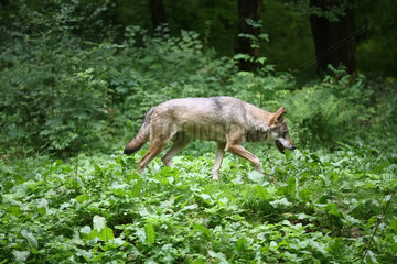 Bialowieza  Polen  Wolf im Safaripark  der zum Nationalpark Bialowieza gehoert