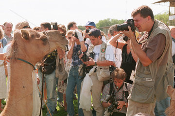 Kamele umringt von Fotografen