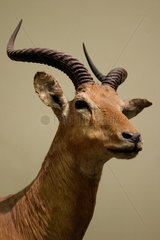 Berlin  ausgestopfte Antilope im Naturkundemusuem