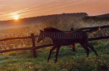 Pferd auf der Koppel beim Sonnenaufgang  Goerlsdorf  Deutschland