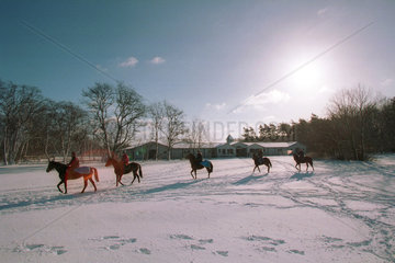 Pferde im Schnee auf der Trainierbahn